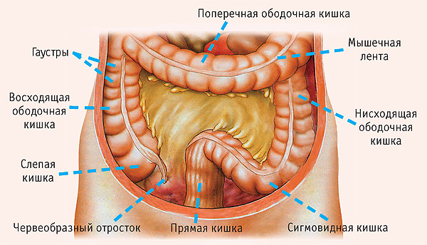 Микрофлора кишечника и сахарный диабет