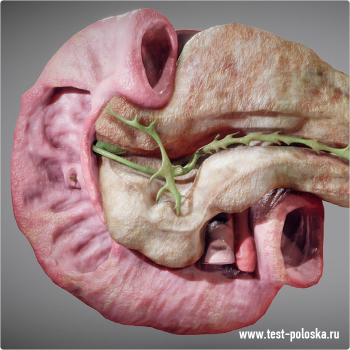 3D модель поджелудочной железы, ответственной за выработку инсулина