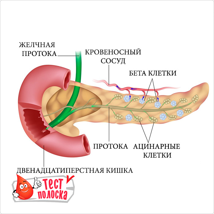 Многообещающий подход к лечению диабета 2 типа через бета клетки