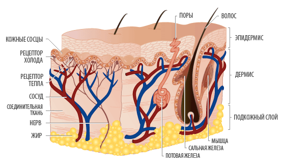Структура Кожи